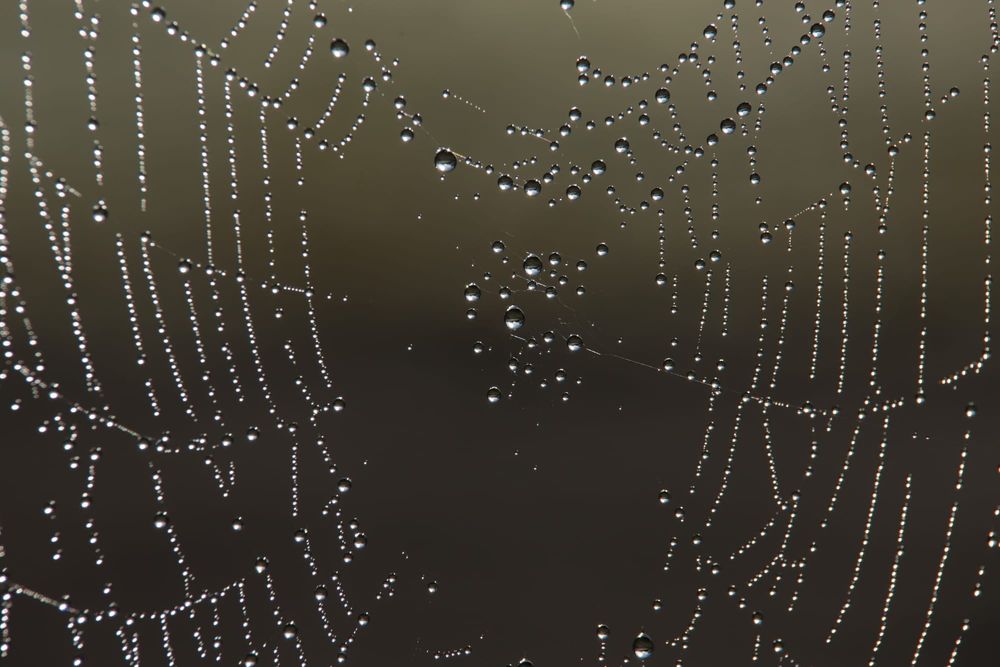 Spider web post image