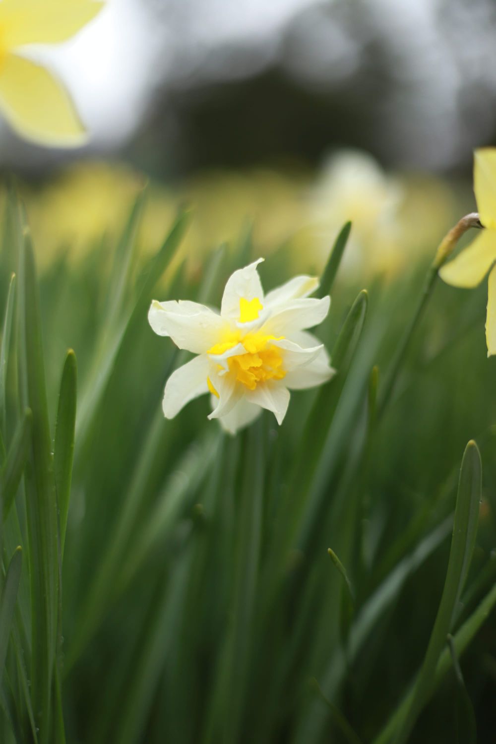 Spring daffodil post image