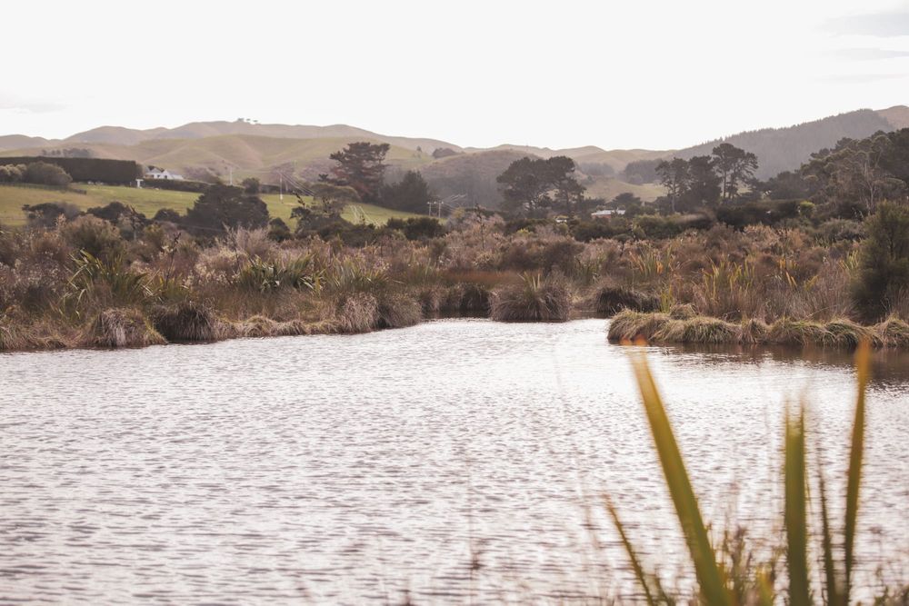 Stream through the marsh post image