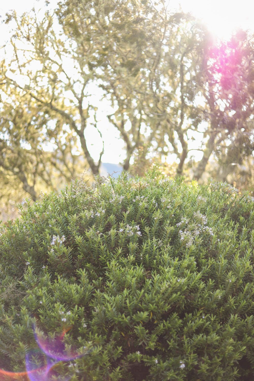 Sunflare and flowering bush post image