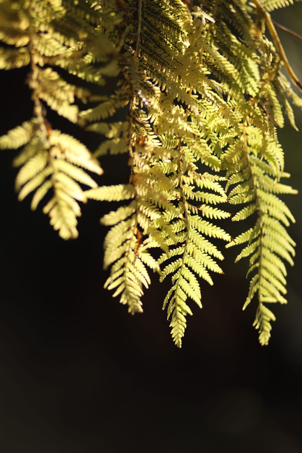 Sunlit fern and shadow contrast post image