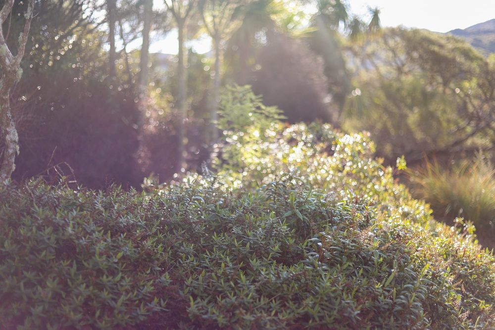 Sunlit undergrowth post image