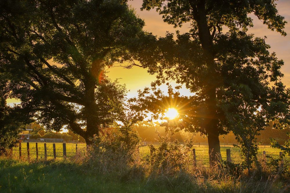Sunset behind trees post image