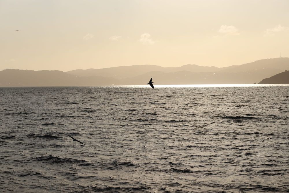 Sunset flight post image