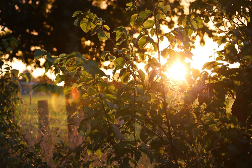 Sunset light through foliage post image
