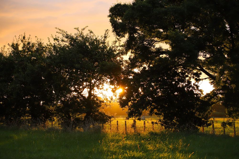 Sunset through trees and a wire fence post image