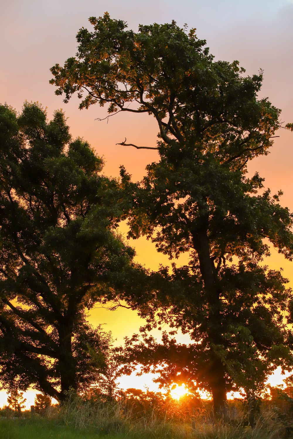 Sunset through trees post image