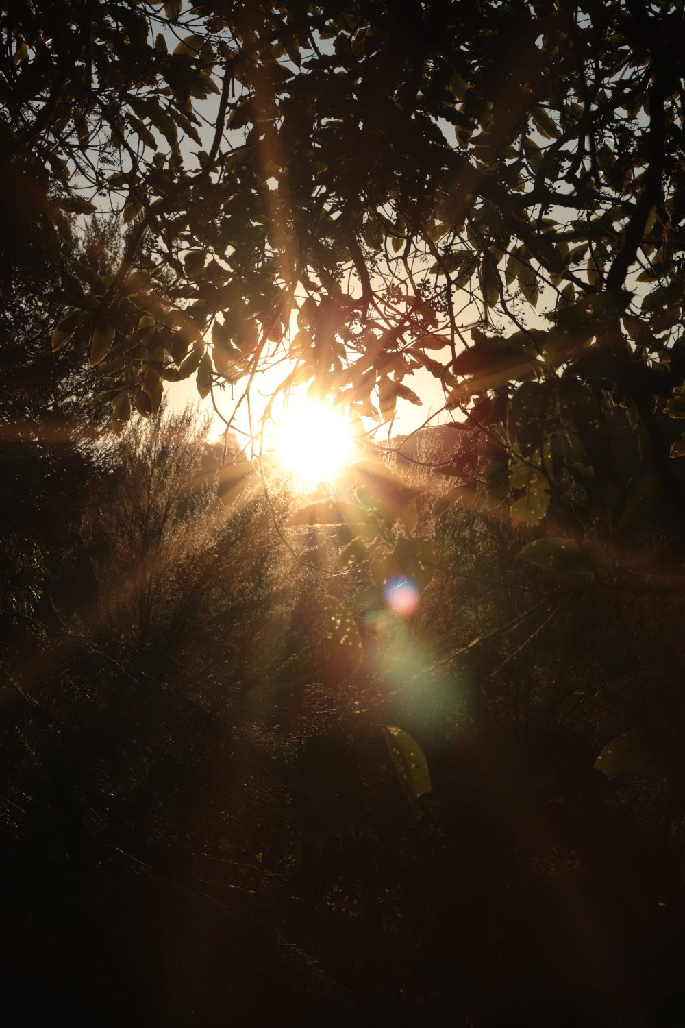 Sunshine in the forest post image