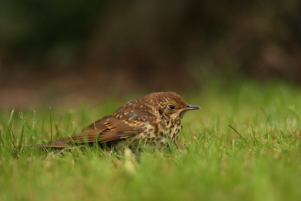 Thrush in the grass post image