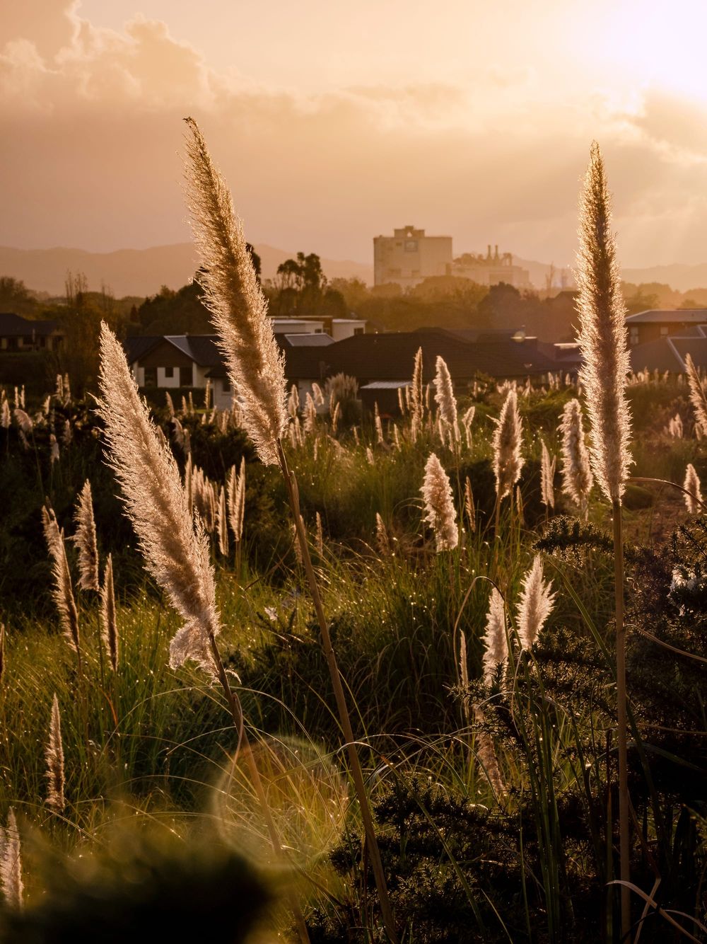 Toi Toi plant, Fonterra dairy factory post image