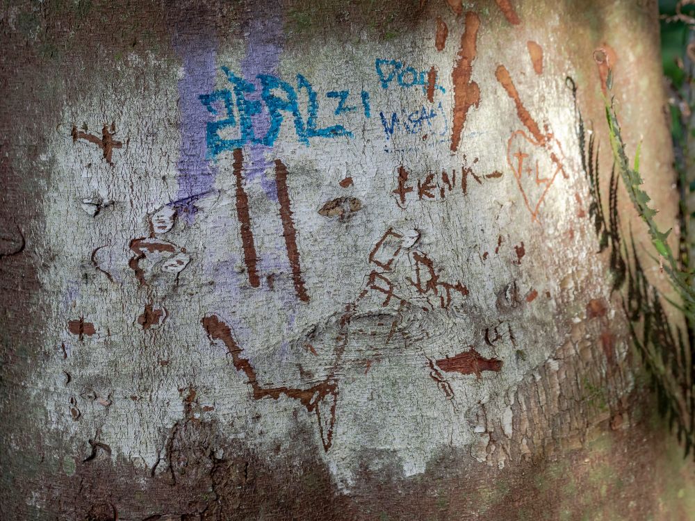 Tree trunk graffiti post image