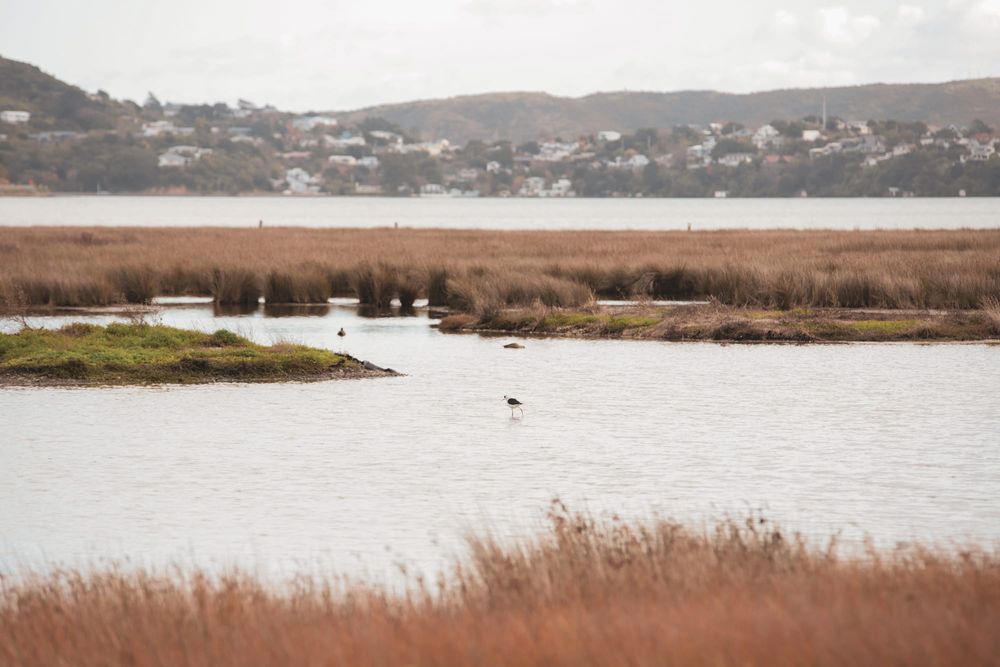 Wetland birds post image