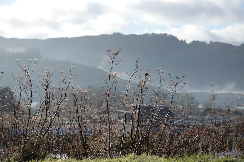 Wild plants post image