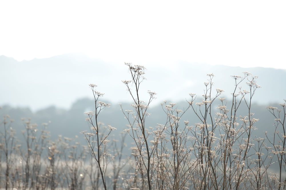 Wildflowers post image