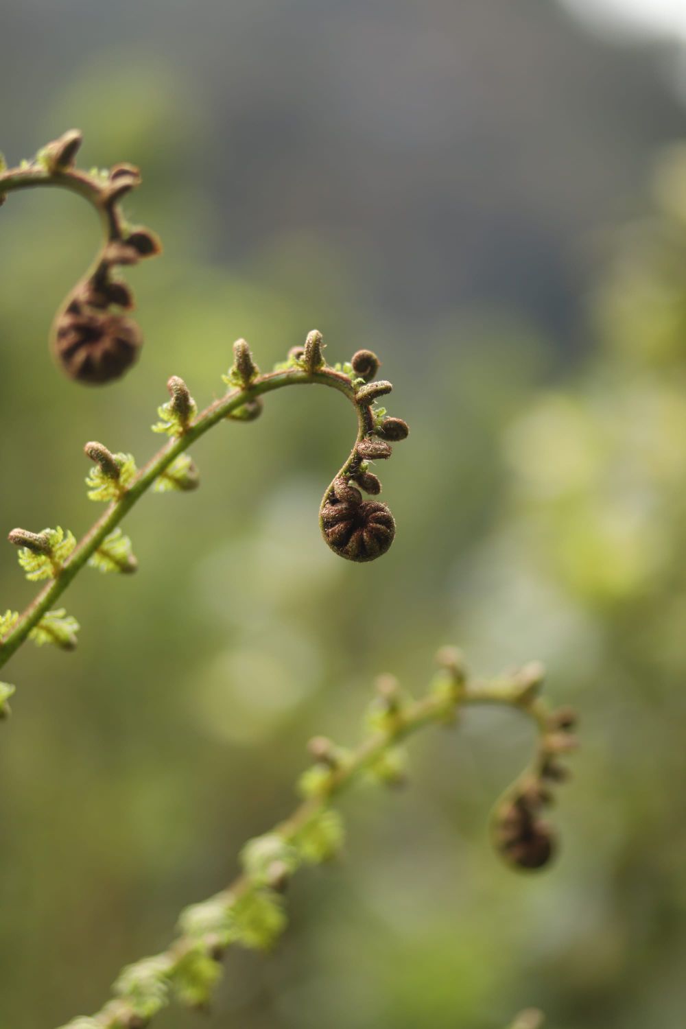 Young fern post image