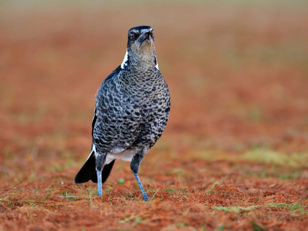 Australian magpie post image