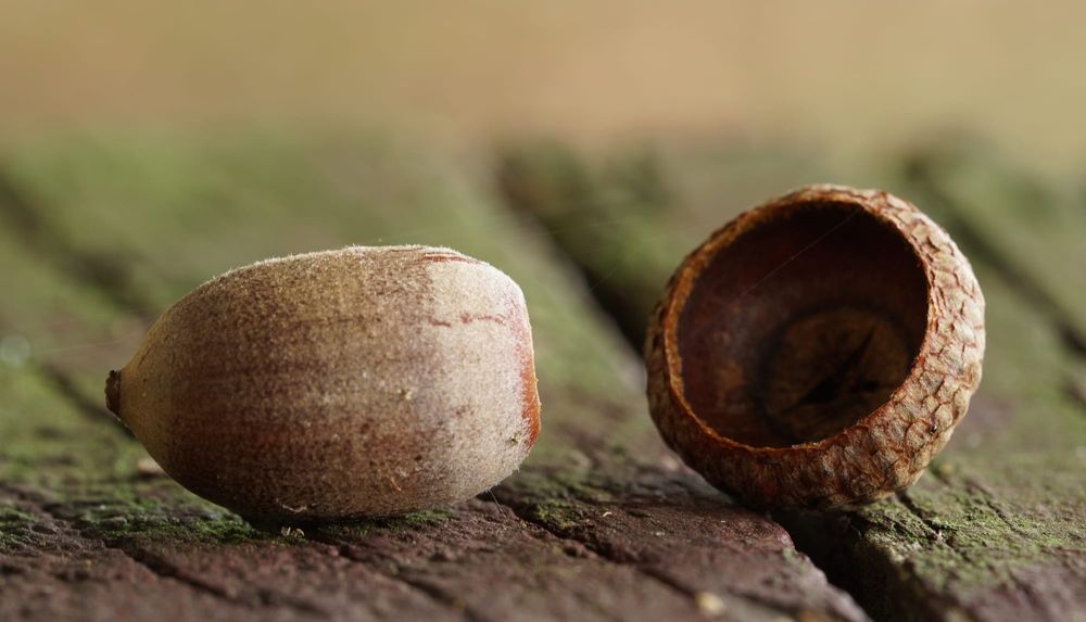 Acorn on a picnic table post image