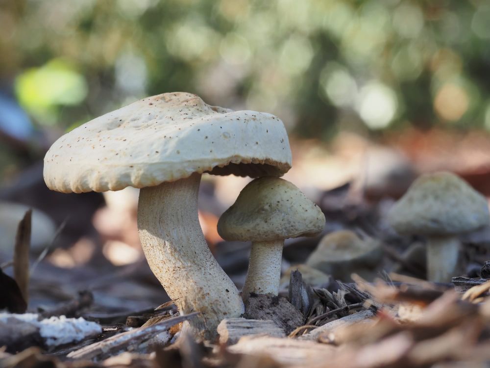 Agrocybe Putaminum Mushrooms post image