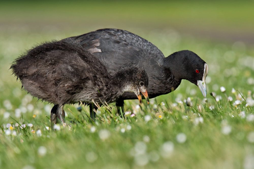 Australian coot and chick post image