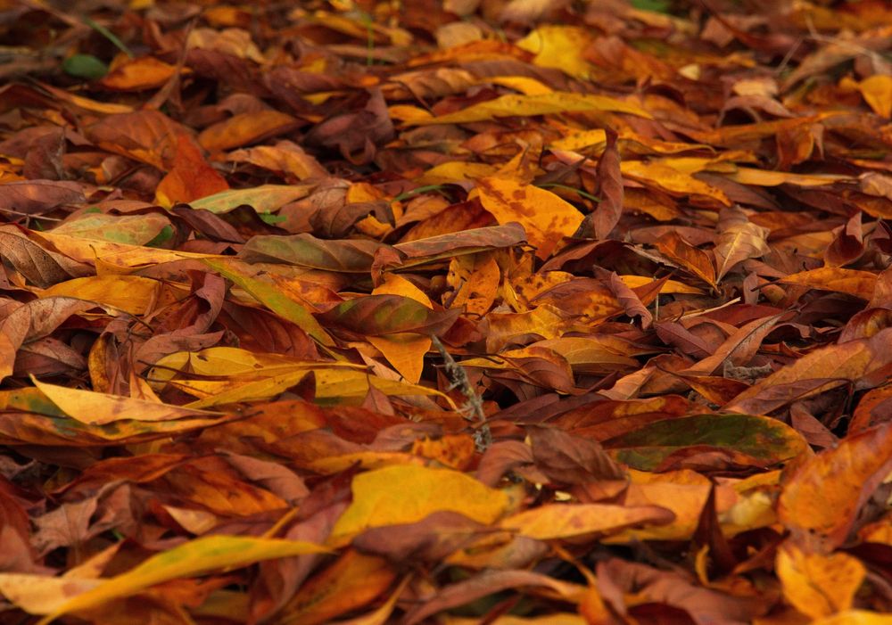 Autumn leaves post image