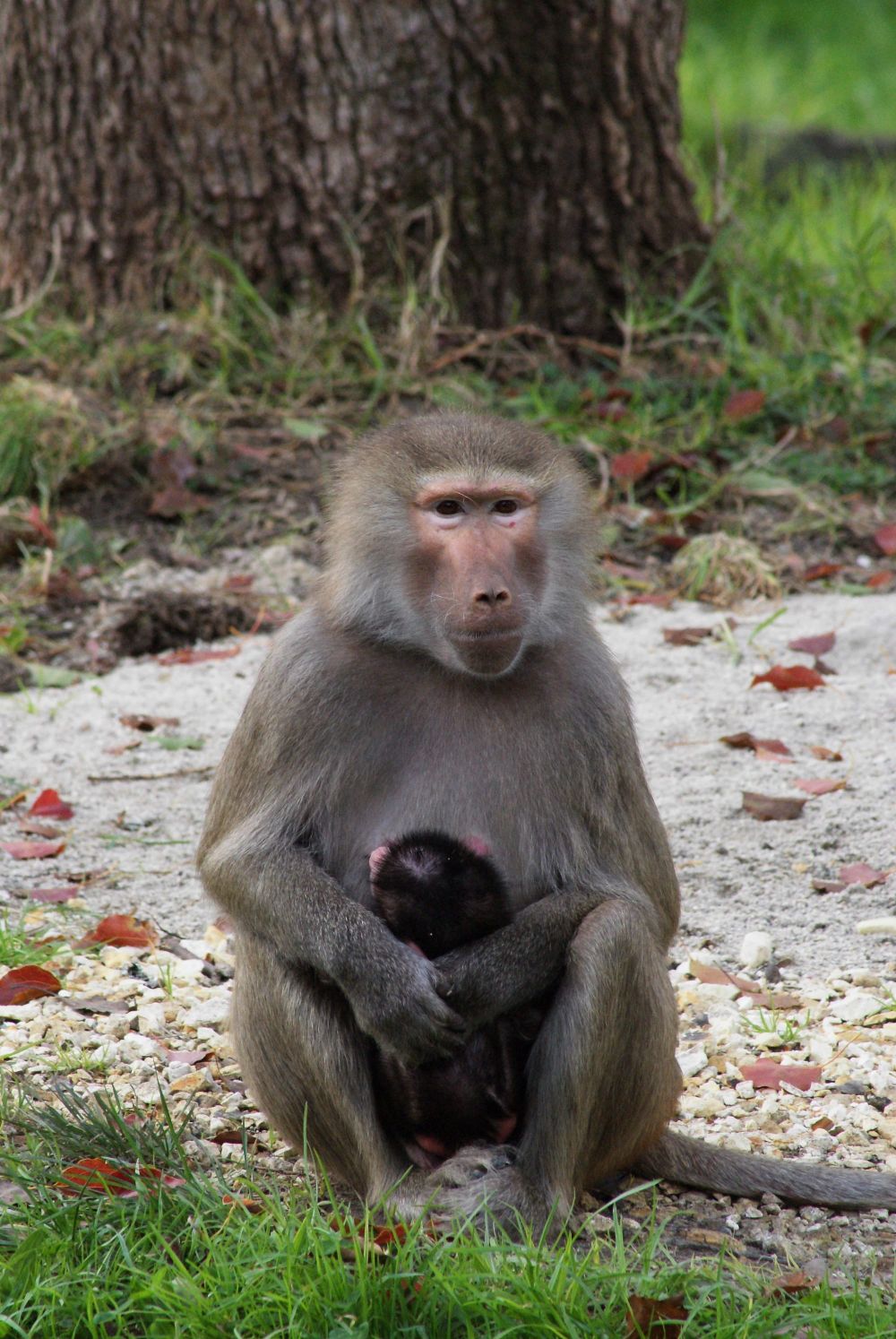 Baboon with its baby post image