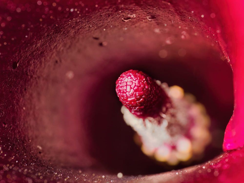 Calla lily spadix post image