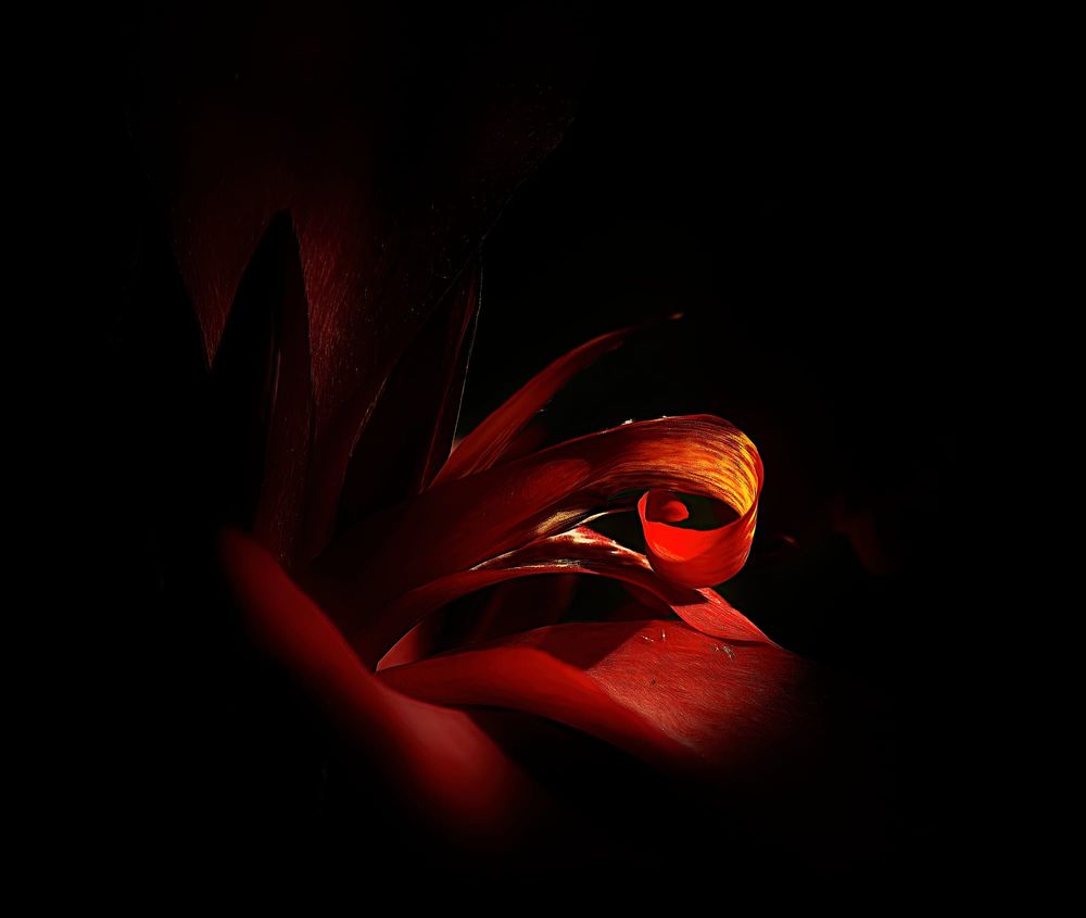 Canna lily post image