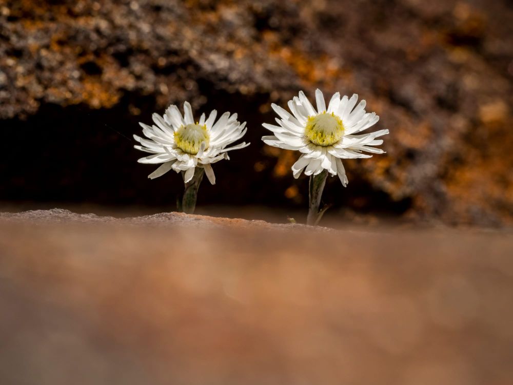 Celmisia incana mountain daisy white post image