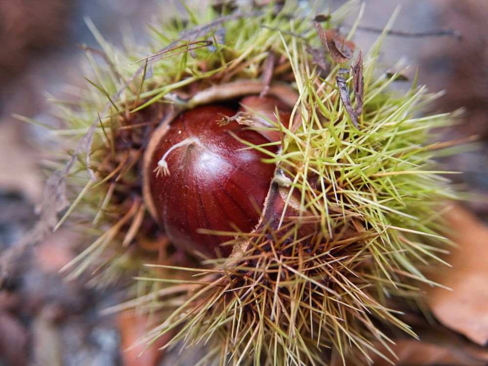 Chestnut in open pod post image