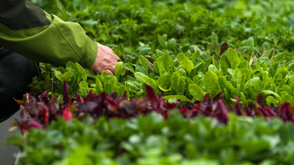 Choosing seedlings for the garden post image