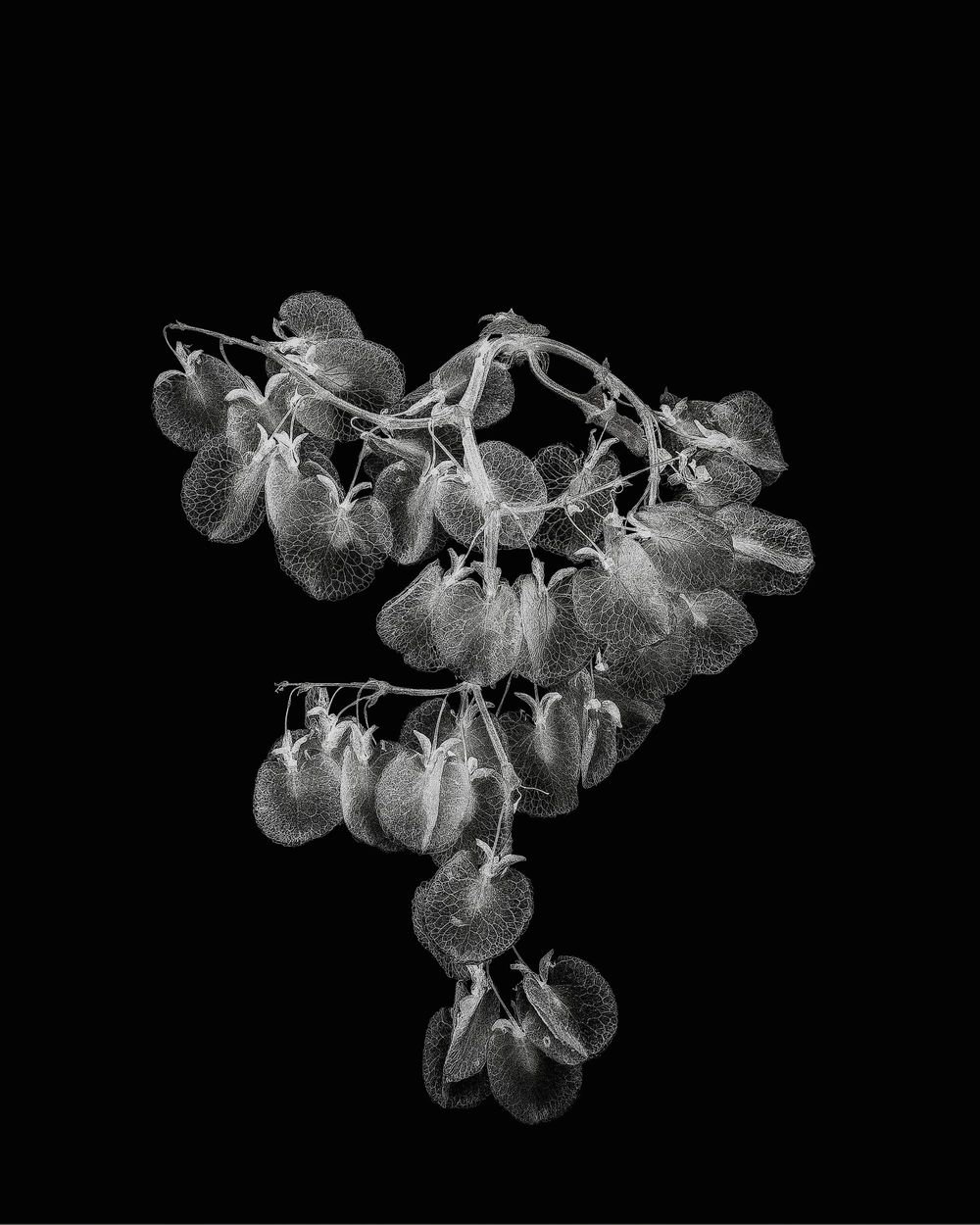 Climbing sorrel post image