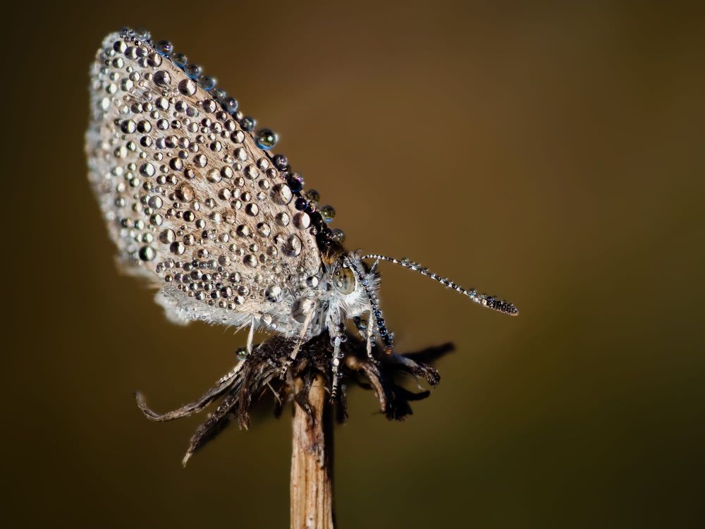 Blue butterfly dew drops post image