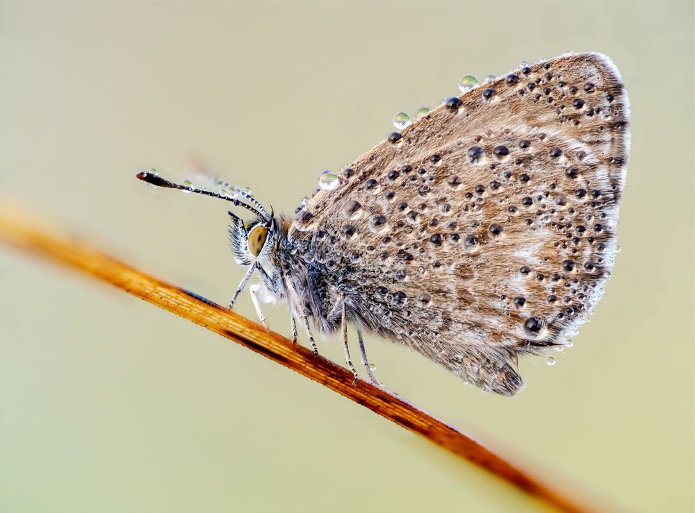 Blue butterfly droplets post image
