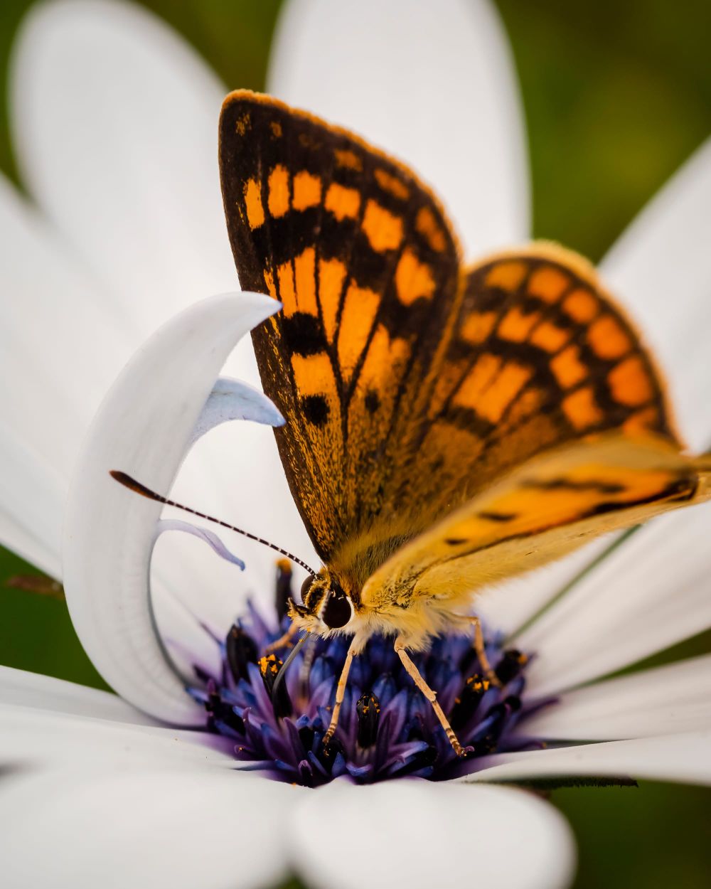 Copper butterfly on the white flower post image