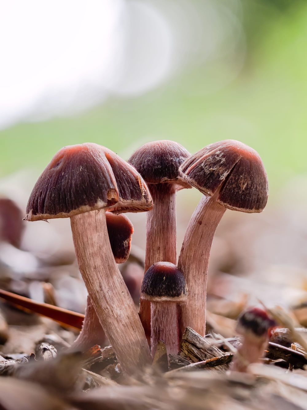 Cortinarius sect bicolores mushrooms post image