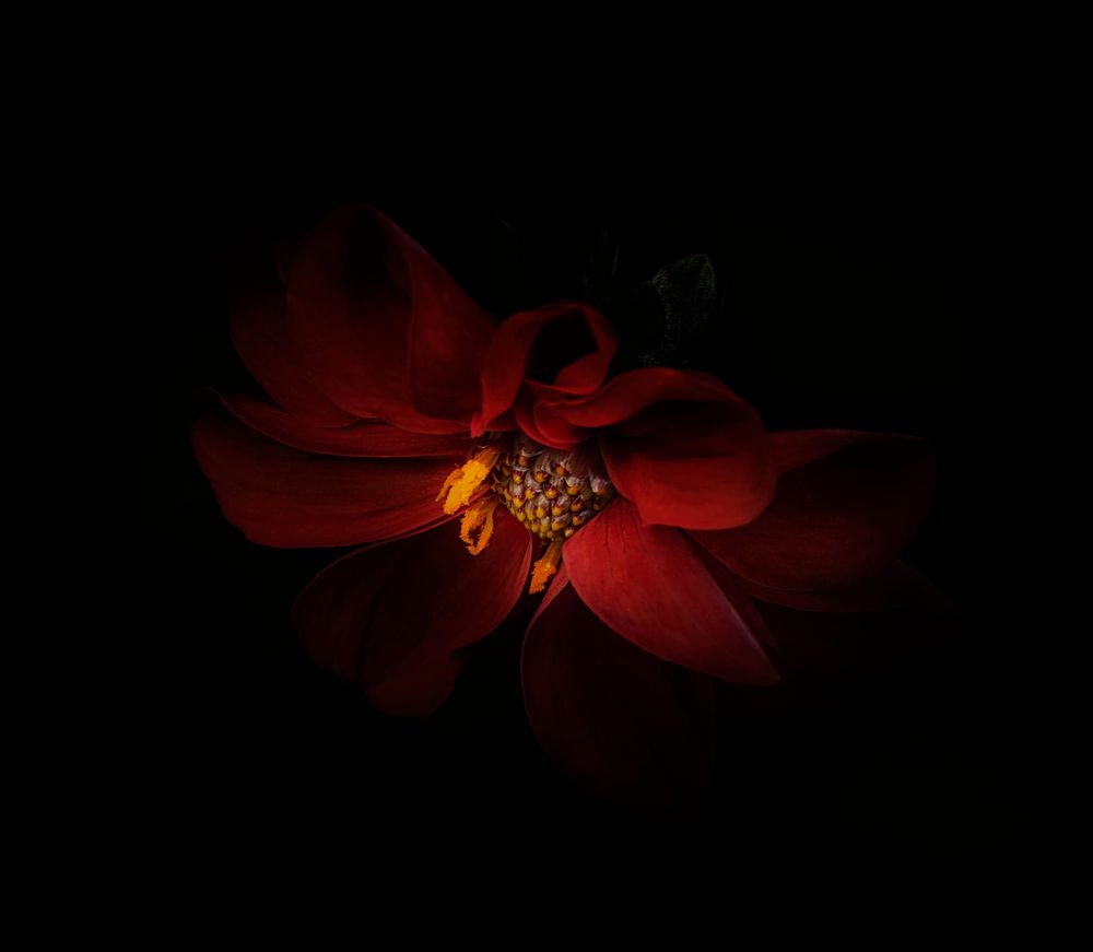 Dahlia post image
