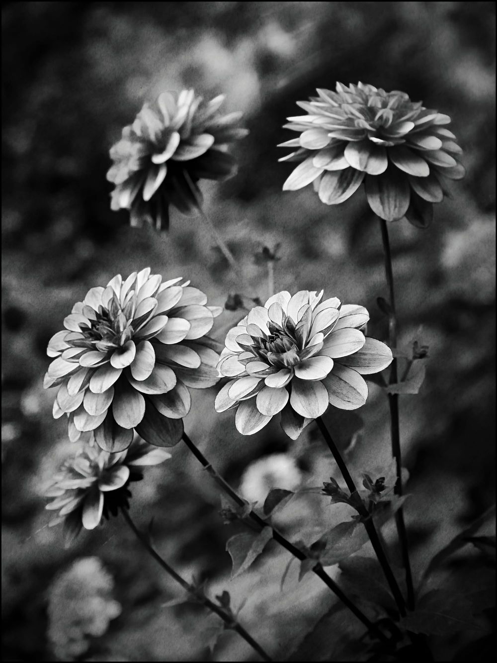 Dahlias in black and white post image