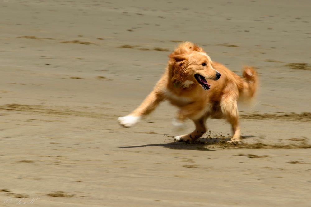 Dog playing on the beach post image