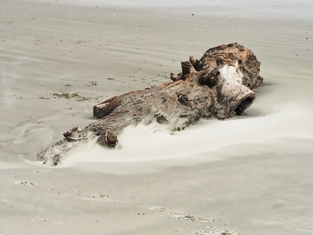 Driftwood on the sandy beach surface post image