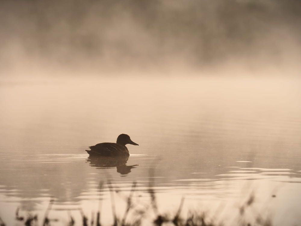 Duck on the misty pond post image