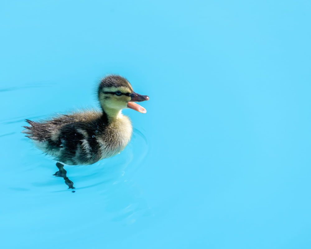 Duckling alone post image