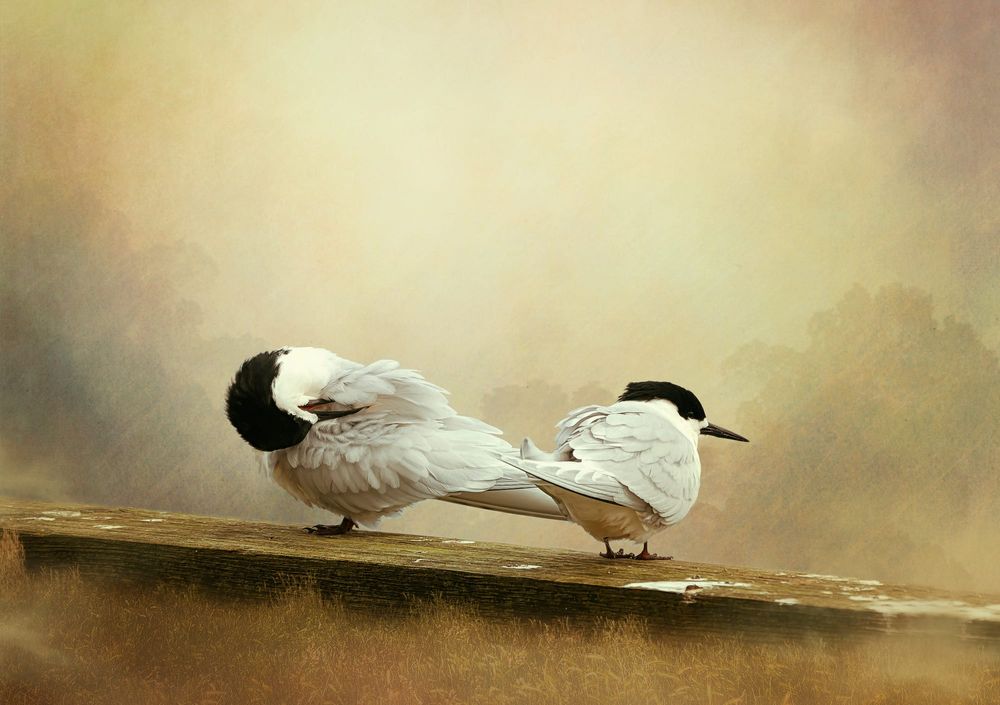 Two white birds post image