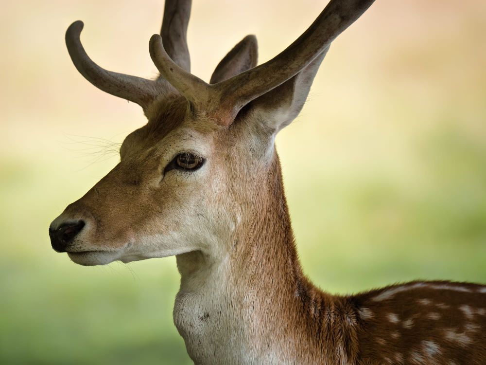 Fallow deer post image
