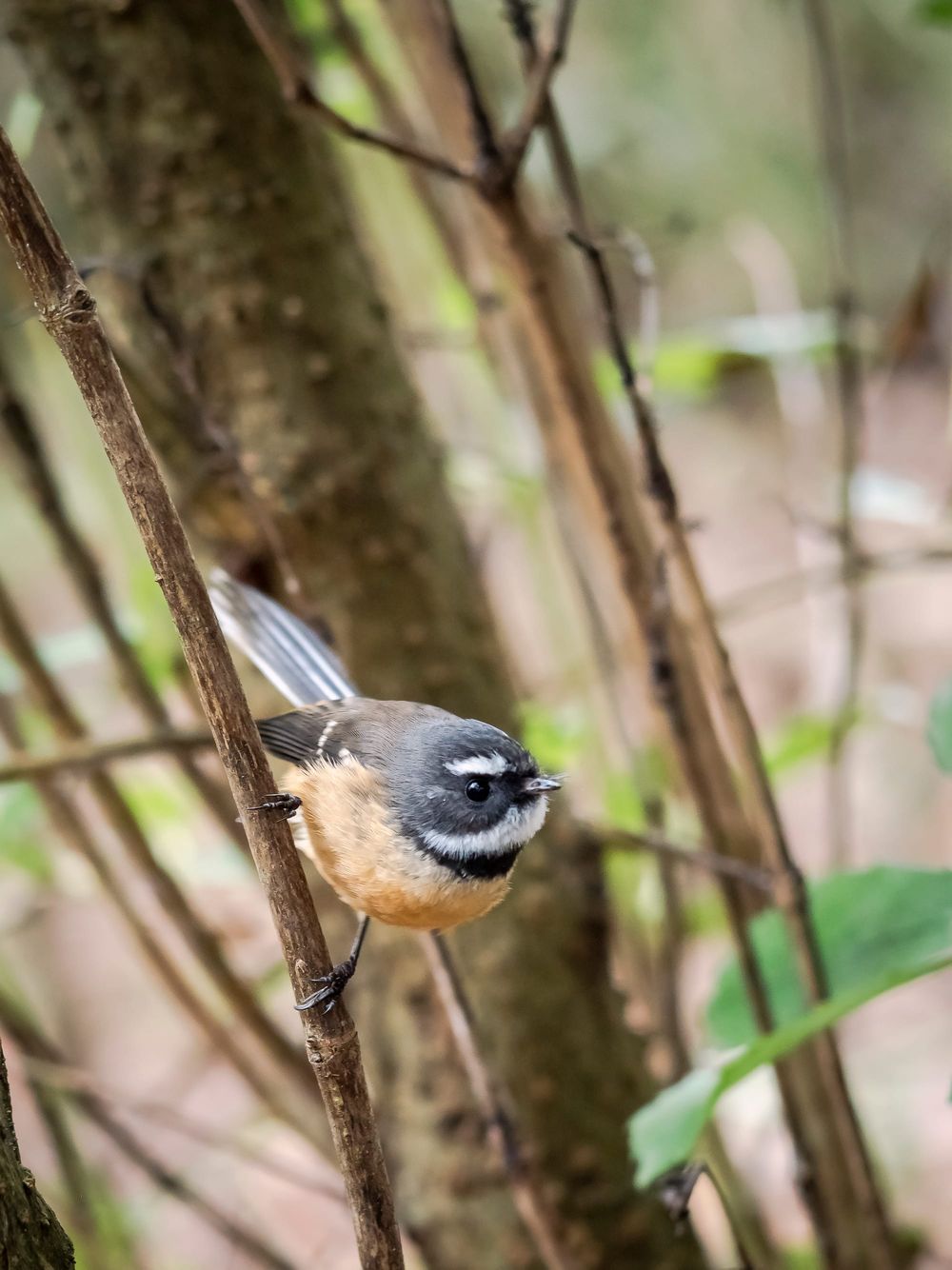 Fantail Piwakawaka post image