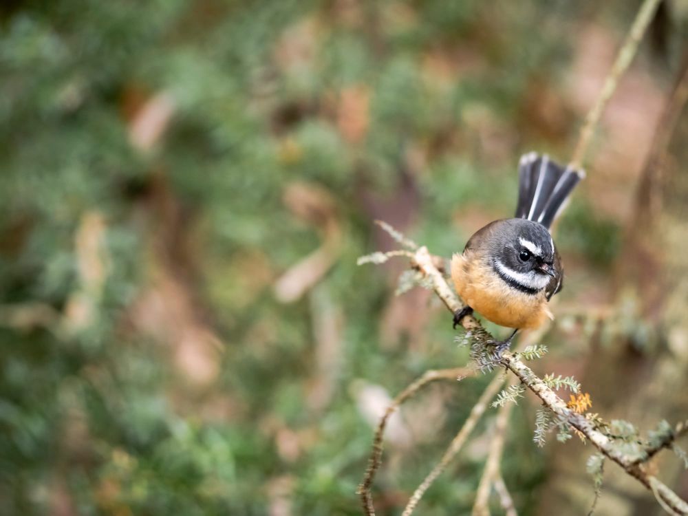 Fantail Piwakawaka post image