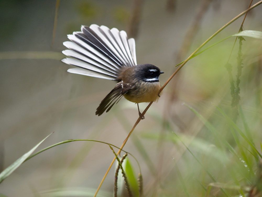 Fantail Taum post image