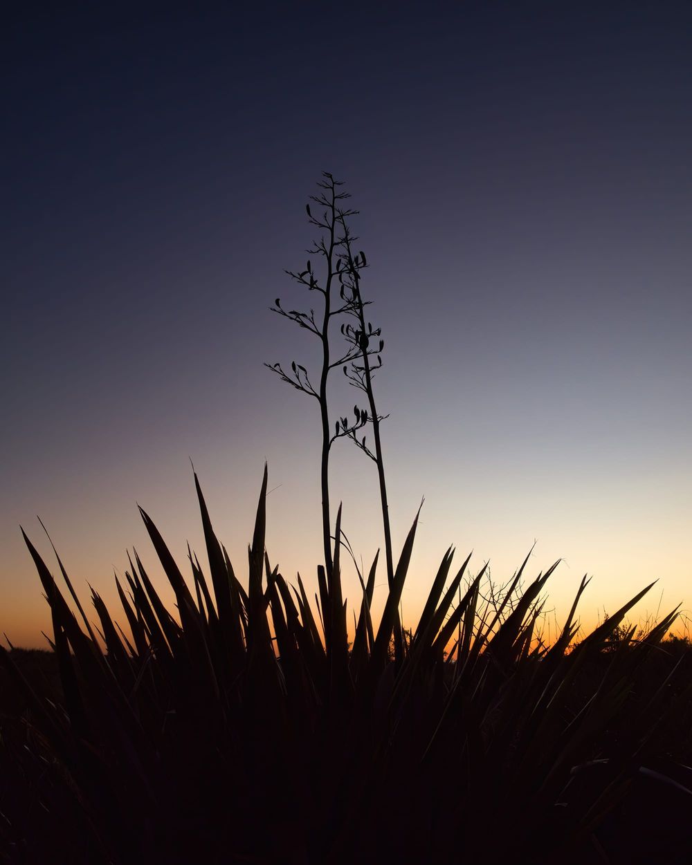 Flax bush silhouette post image