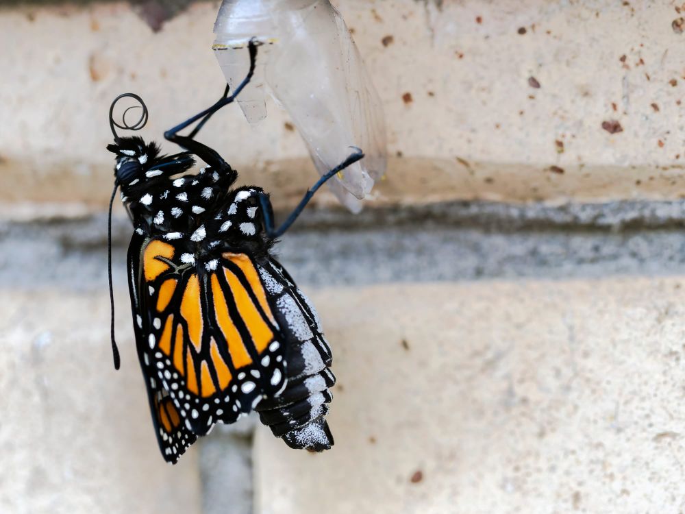 Freshly enclosed Monarch post image