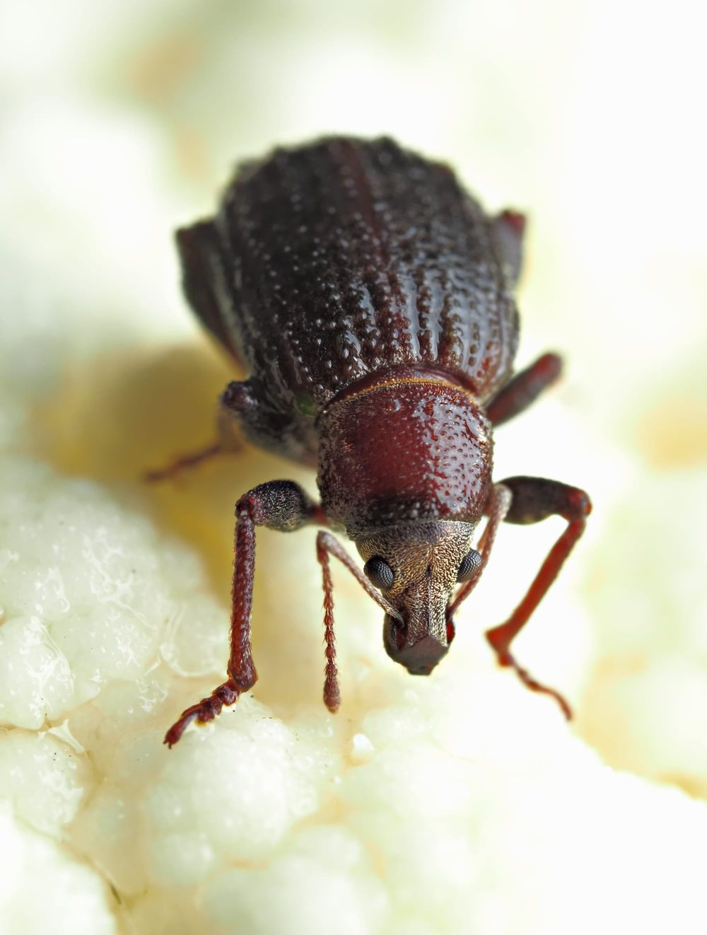 Garden weevil post image