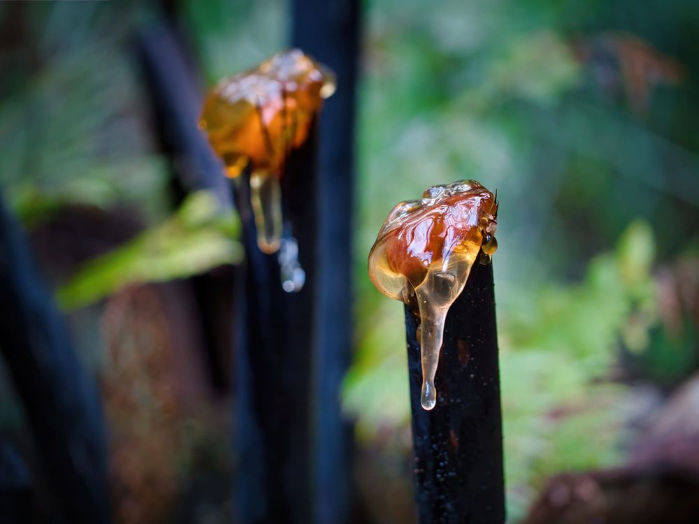 Golden gum of Mamaku stalk post image